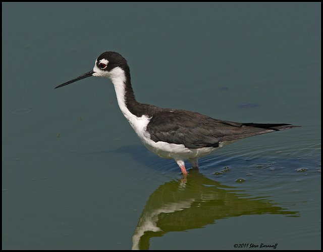 _1SB7230 black-necked stilt.jpg